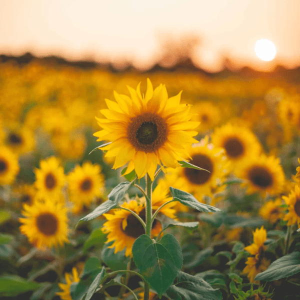 Zone 8 annual flowers bed landscaping